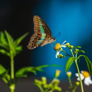 Photography for Health Supplements