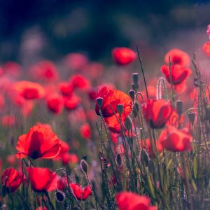 Photography for Subscription Box Marketing